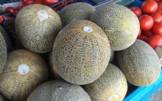 img-1: Дыня Славия (инкруст. семена) - ООО «Семена Тут»