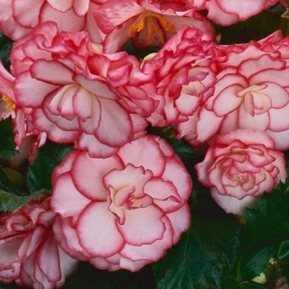 Бегония клубневая Он Топ Пинк Хало [1000 драже] - ООО «Семена Тут»