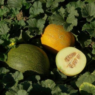 Дыня Таманская - ООО «Семена Тут»