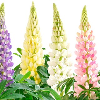 img-0: Люпин Люпини Микс [100 шт] - ООО «Семена Тут»