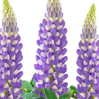 img-0: Люпин Люпини Блю Шейдес [100 шт] - ООО «Семена Тут»