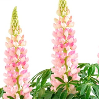 img-0: Люпин Люпини Пинк Шейдес [1000 шт] - ООО «Семена Тут»