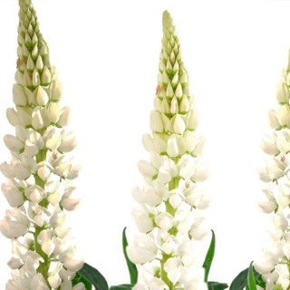 img-0: Люпин Люпини Вайт [1000 шт] - ООО «Семена Тут»