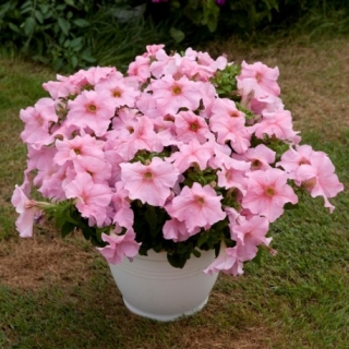 Петуния грандифлора Эспрессо Грандэ Пич [1000 драже] - ООО «Семена Тут»