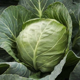 Капуста белокочанная Графиня F1 (инкруст. семена) - ООО «Семена Тут»
