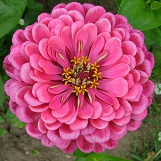 Цинния георгиноцветковая Мечта - ООО «Семена Тут»