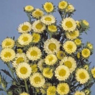 Астра Мацумото Еллоу [2500 шт] - ООО «Семена Тут»