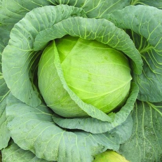 Капуста белокочанная Грандслам F1 - ООО «Семена Тут»