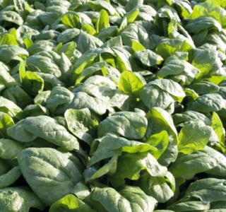 img-0: Шпинат Рембор F1 - ООО «Семена Тут»