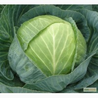 img-1: Капуста белокочанная Фрейлина F1 (инкруст.семена) - ООО «Семена Тут»