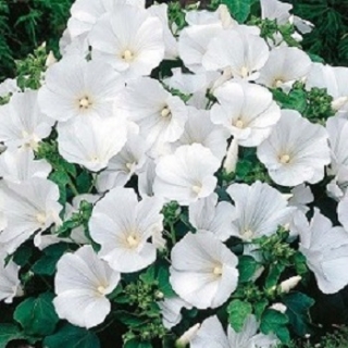 img-0: Лаватера Монт Блан - ООО «Семена Тут»