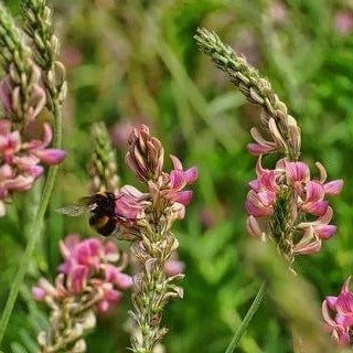 Эспарцет песчанный - ООО «Семена Тут»