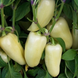 Перец Хаски F1 - ООО «Семена Тут»