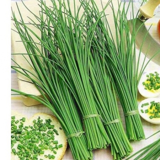 img-0: Лук шнитт Богемия - ООО «Семена Тут»