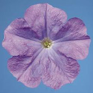 Петуния мультифлора Селебрити Скай Блю [1000 драже] - ООО «Семена Тут»