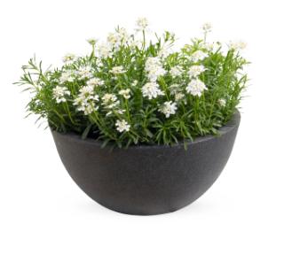 img-1: Иберис вечнозеленый Сноу Флурис [1000 шт] - ООО «Семена Тут»