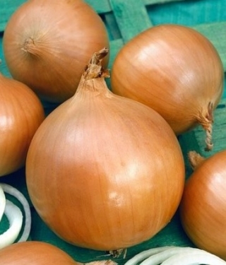 img-0: Лук репчатый Навигатор - ООО «Семена Тут»