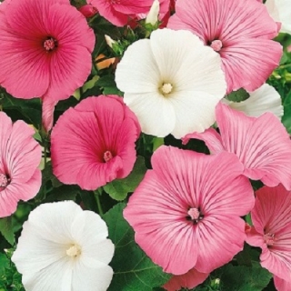 Лаватера высокорослая (смесь окрасок) - ООО «Семена Тут»