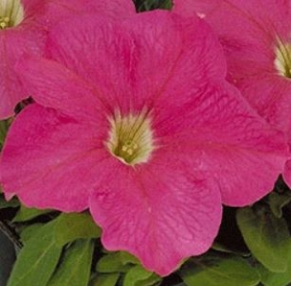 Петуния грандифлора Игл Пинк [5000 драже] - ООО «Семена Тут»