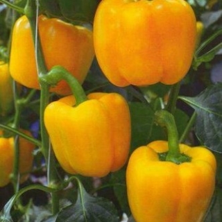 Перец Эспартано F1 - ООО «Семена Тут»