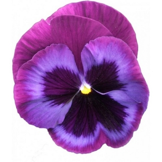 Виола крупноцветковая Пауэр Блю Джинс [1000 шт] - ООО «Семена Тут»