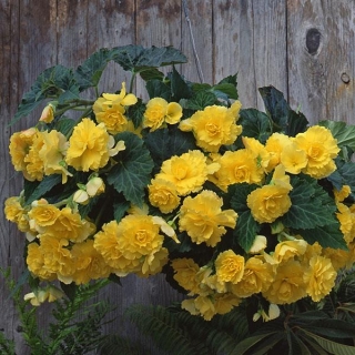 Бегония клубневая Сан Дансер Еллоу [100 драже] - ООО «Семена Тут»