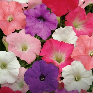 Петуния ампельная F1 Изи Вэйв Формула микс [250 драже] - ООО «Семена Тут»