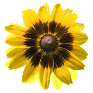 img-0: Рудбекия Денвер Дейзи [100 драже] - ООО «Семена Тут»