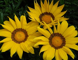 img-0: Газания Энорма Еллоу Виз Ринг [1000 шт] - ООО «Семена Тут»