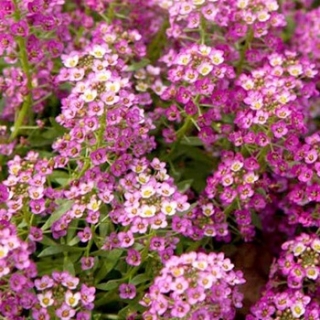 Алиссум Эстер Бонет Дип Пинк [1000 шт] - ООО «Семена Тут»