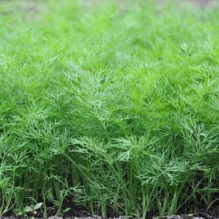 Укроп Салют - ООО «Семена Тут»