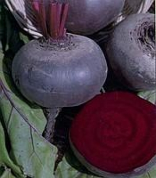 Свекла Бордо 237 (фракция 3,0-4,0 мм) (инкруст,сем) - ООО «Семена Тут»