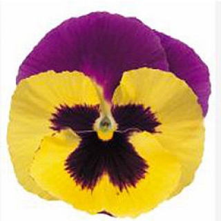 Виола крупноцветковая Пауэр Блюберри энд Крим [1000 шт] - ООО «Семена Тут»