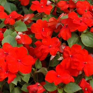 Бальзамин Супер Элфин F1 Скарлет [100 шт] - ООО «Семена Тут»