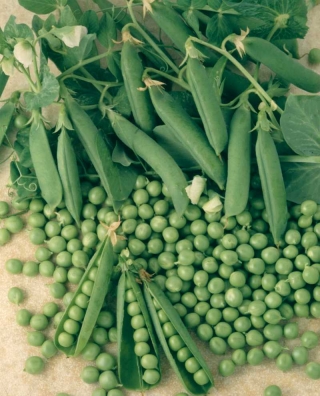 Горох Муцио - ООО «Семена Тут»