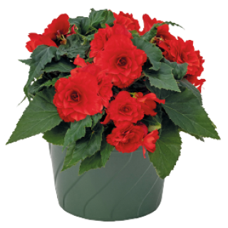 img-0: Бегония клубневая Нонстоп Джой Ред [500 драже] - ООО «Семена Тут»