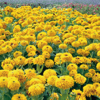 img-1: Рудбекия Майя [250 драже] - ООО «Семена Тут»