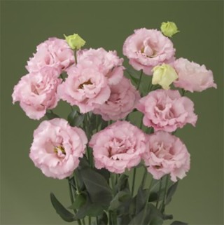 img-0: Эустома Корелли 1 Пинк [500 драже] - ООО «Семена Тут»