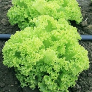 Салат Эстроза - ООО «Семена Тут»