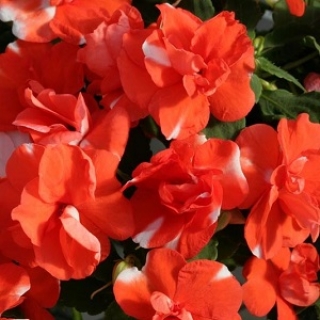Бальзамин махровый Афина Оранж Флэш [1000 шт] - ООО «Семена Тут»