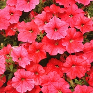 Петуния ампельная F1 Вельвет Салмон Шейдез [250 драже] - ООО «Семена Тут»