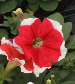 Петуния мультифлора Мерлин Ред Пикоти [1000 драже] - ООО «Семена Тут»