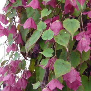 img-0: Родохитон Родос [500 шт] - ООО «Семена Тут»