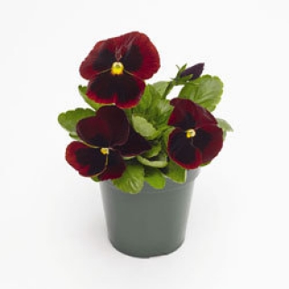 Виола крупноцветковая Инспайер Плюс Ред Блотч [1000 шт] - ООО «Семена Тут»