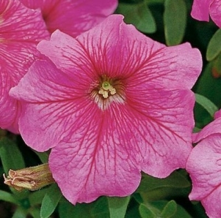 Петуния грандифлора Игл Пинк Вейн [5000 драже] - ООО «Семена Тут»