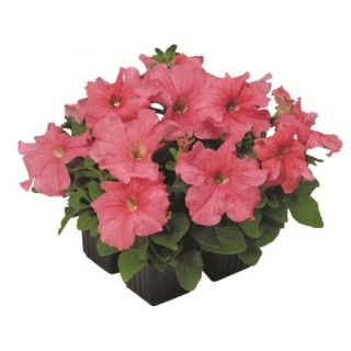 Петуния грандифлора Игл Салмон [5000 драже] - ООО «Семена Тут»