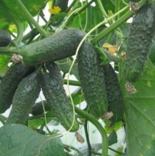 Огурец Кадриль F1 - ООО «Семена Тут»