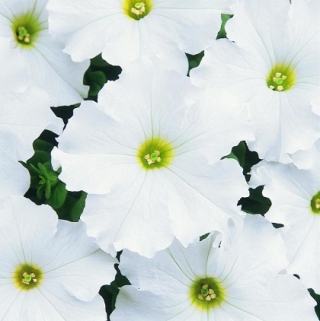 Петуния грандифлора Дримс Вайт [10000 драже] - ООО «Семена Тут»