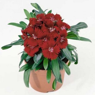 Гвоздика Чиба Кримсон [100 шт] - ООО «Семена Тут»