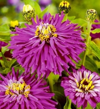 Цинния кактусовидная Лиловый император - ООО «Семена Тут»